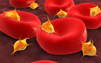 Conceptual Image of Platelets with Red Blood Cells Fine Art Print