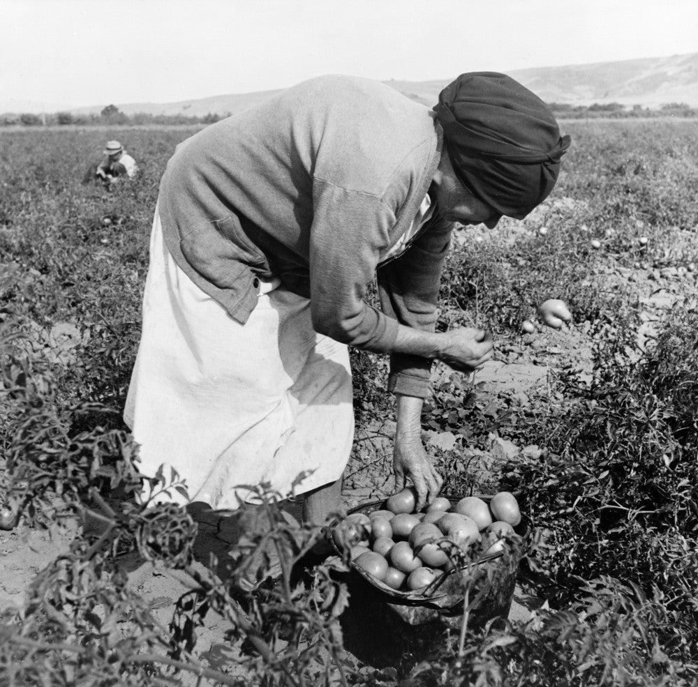 Migrant Worker 1938 Fine Art Print - Mexican Woman Harvesting Tomatoes by Dorothea Lange