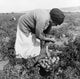 Migrant Worker 1938 Fine Art Print - Mexican Woman Harvesting Tomatoes by Dorothea Lange