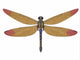 Meganeura Dragonfly Fine Art Print from the Carboniferous Period by Corey Ford