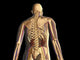 Transparent Human Body Anatomy Poster Print - Skeleton & Nervous System