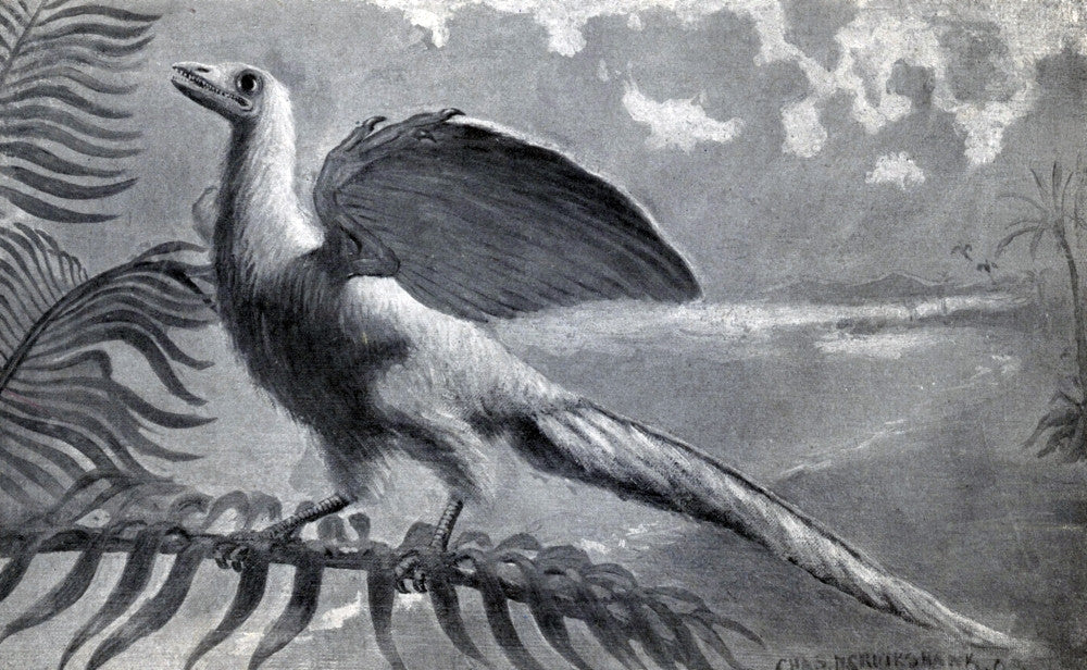 Archaeopteryx Primordial Bird Fine Art Print by Science Source