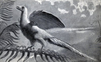 Archaeopteryx Primordial Bird Fine Art Print by Science Source