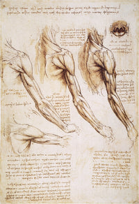 Leonardo da Vinci Anatomical Studies Fine Art Print - 1510