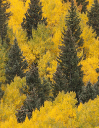 Autumn in the San Juan Mountains Fine Art Print by Jaynes Gallery