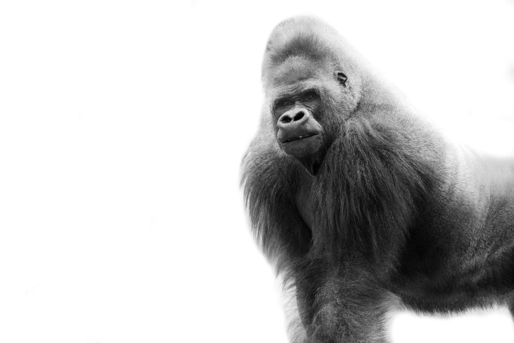 Black and White Gorilla Portrait Fine Art Print