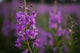 Fireweed Fine Art Print by Scott Dickerson | Posterazzi