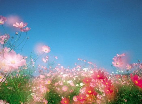Shiny Pink Flowers with Blue Sky Photo Print by Panoramic Images - 16x12