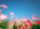 Shiny Pink Flowers with Blue Sky Photo Print by Panoramic Images - 16x12