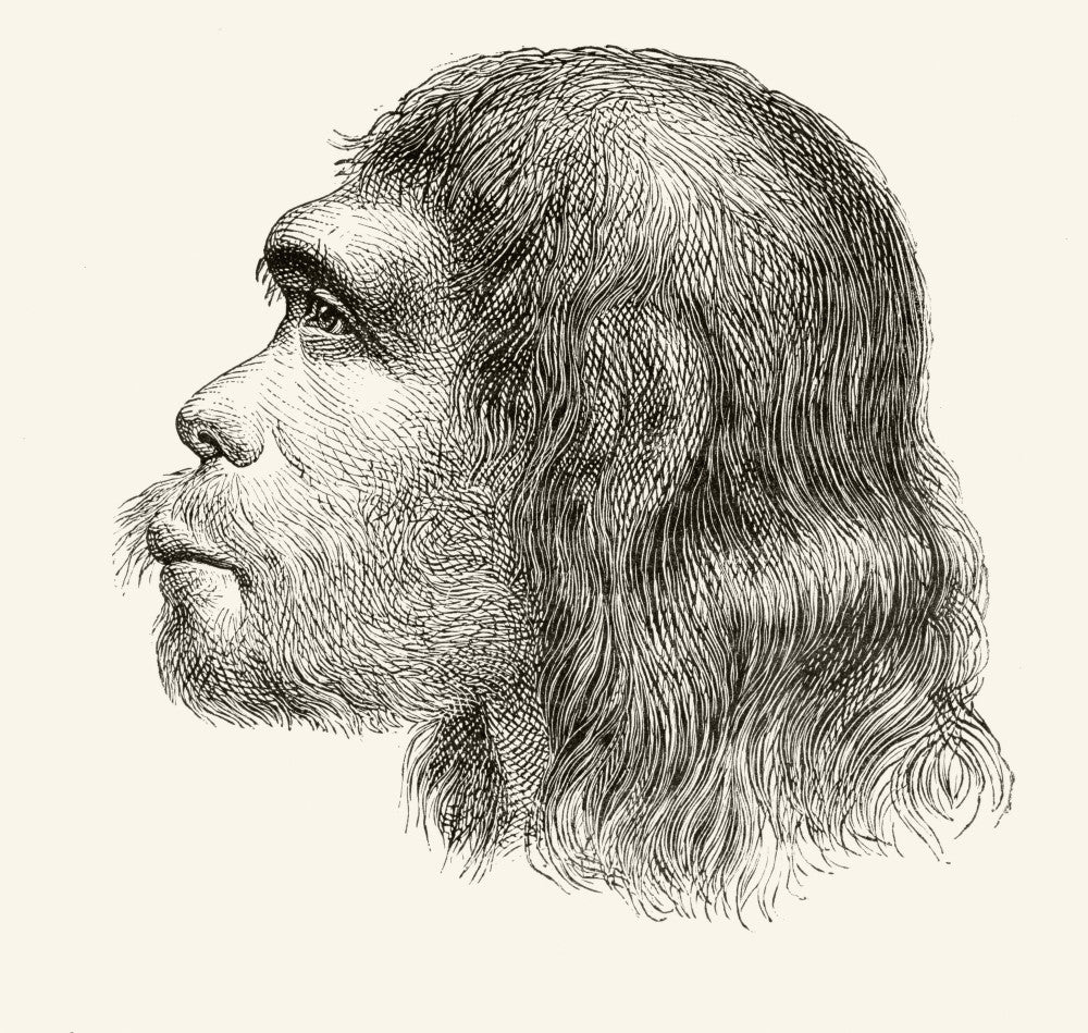 Head of a Neanderthal Man - 19th Century Fine Art Print
