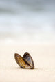 Clam Shell Fine Art Print - Available in Multiple Sizes