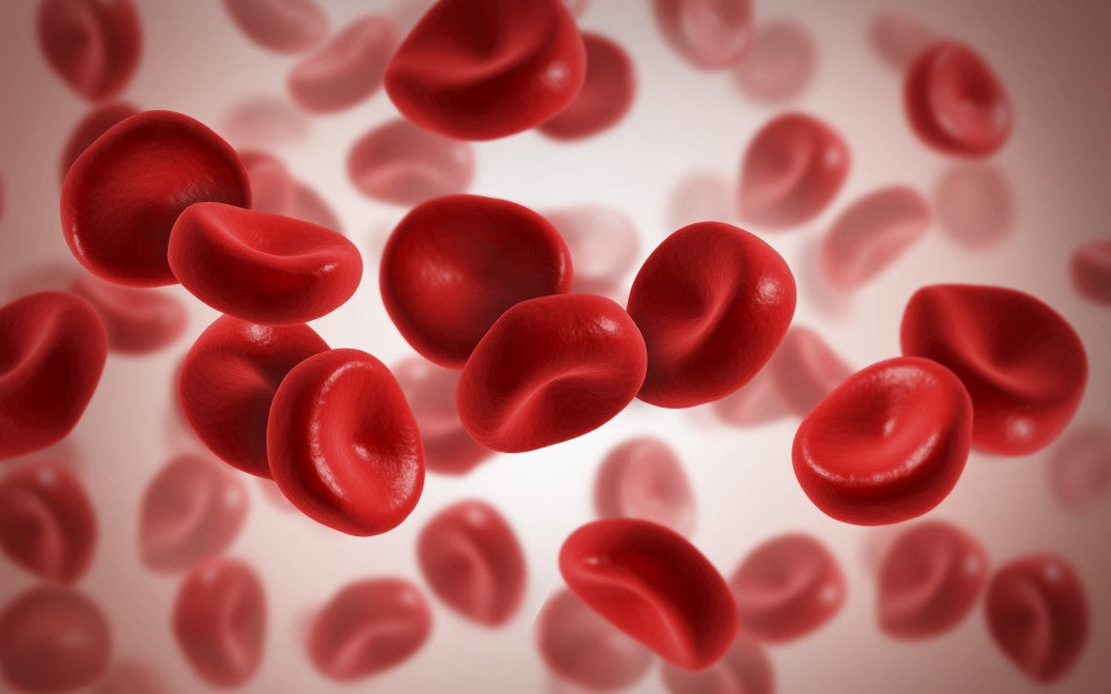 Microscopic View of Blood Cells Fine Art Print