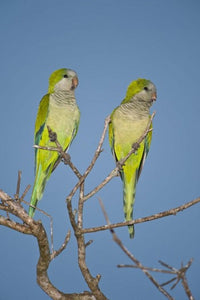 Pair of Monk Parakeets on Branch - Pantanal Wetlands Poster Print by Panoramic Images