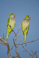 Pair of Monk Parakeets on Branch - Pantanal Wetlands Poster Print by Panoramic Images