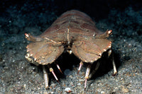 Slipper Lobster Fine Art Print - Lembeh Strait, Indonesia by VWPics