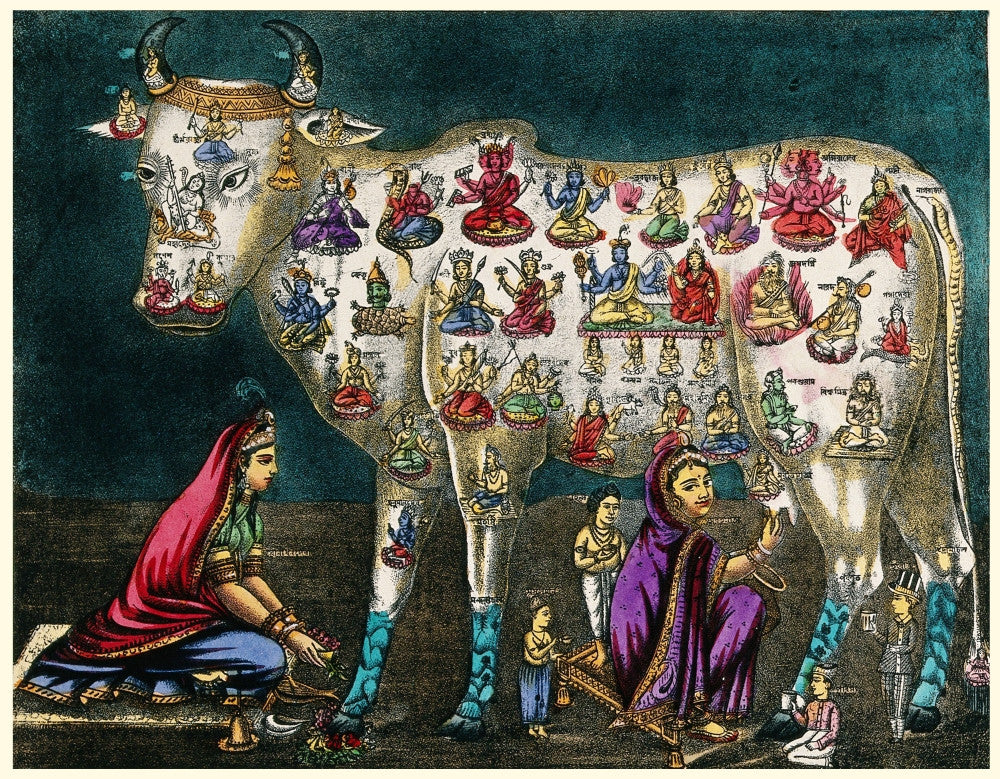 Hindu Cow as Mother of the World Fine Art Print by Science Source