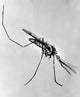 Close-Up Anopheles Mosquito Fine Art Print - VARSAL25532323
