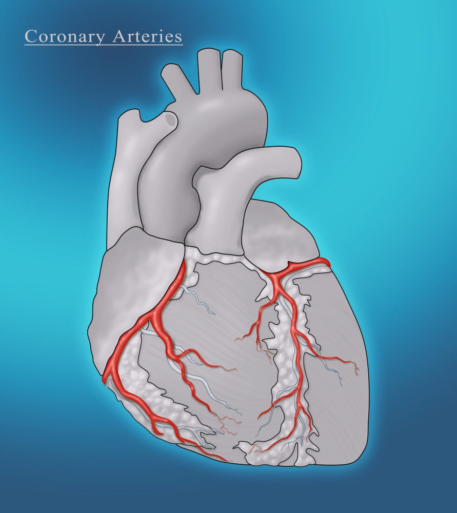 Coronary Arteries Illustration Fine Art Print | Posterazzi