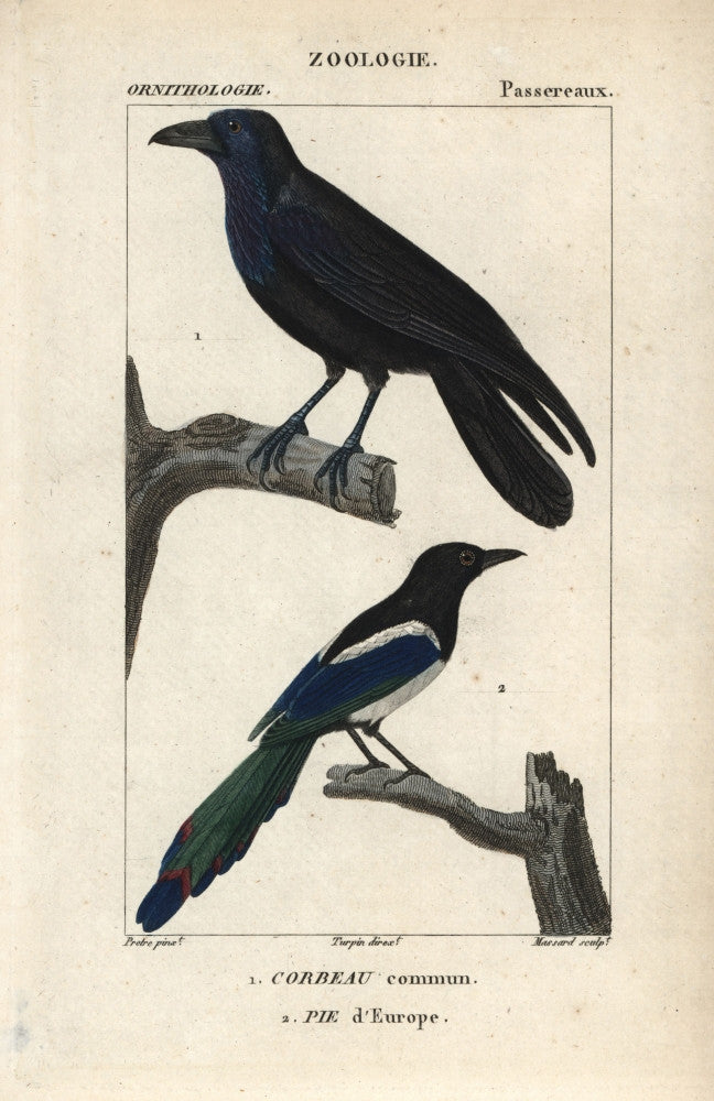 Raven and Magpie Fine Art Print by Florilegius / Mary Evans