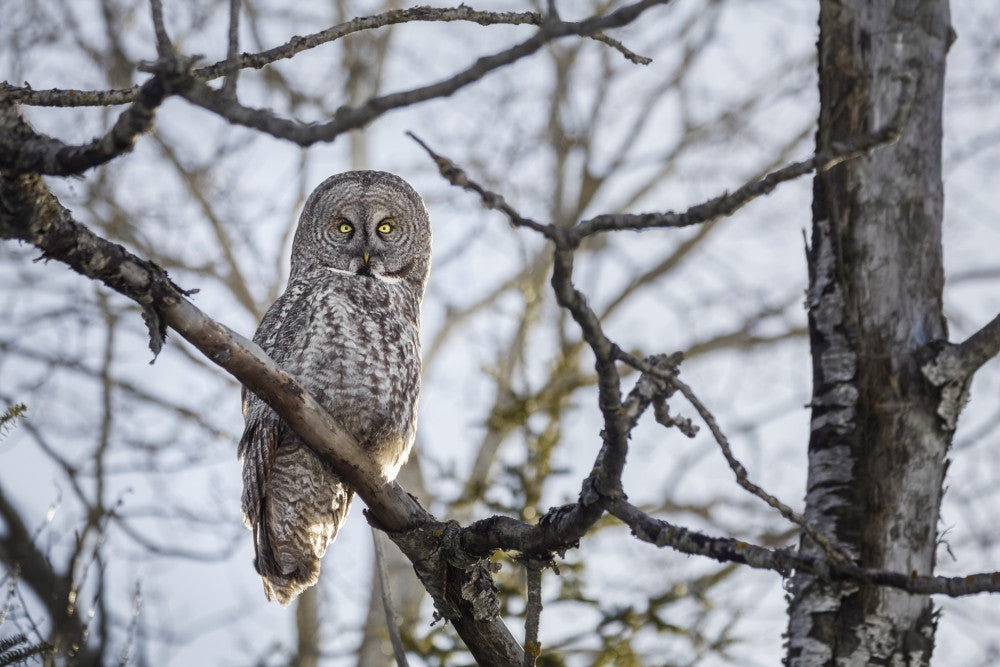 Great Gray Owl Fine Art Print by Susan Dykstra – Thunder Bay, Ontario