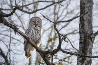 Great Gray Owl Fine Art Print by Susan Dykstra – Thunder Bay, Ontario