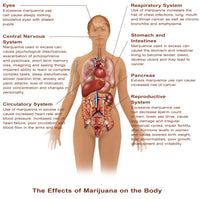 Effects of Marijuana Use Fine Art Print by Science Source