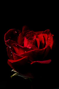 Don Juan Rose Fine Art Print by Mark Jurkovic - Water Droplets