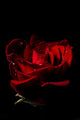 Don Juan Rose Fine Art Print by Mark Jurkovic - Water Droplets