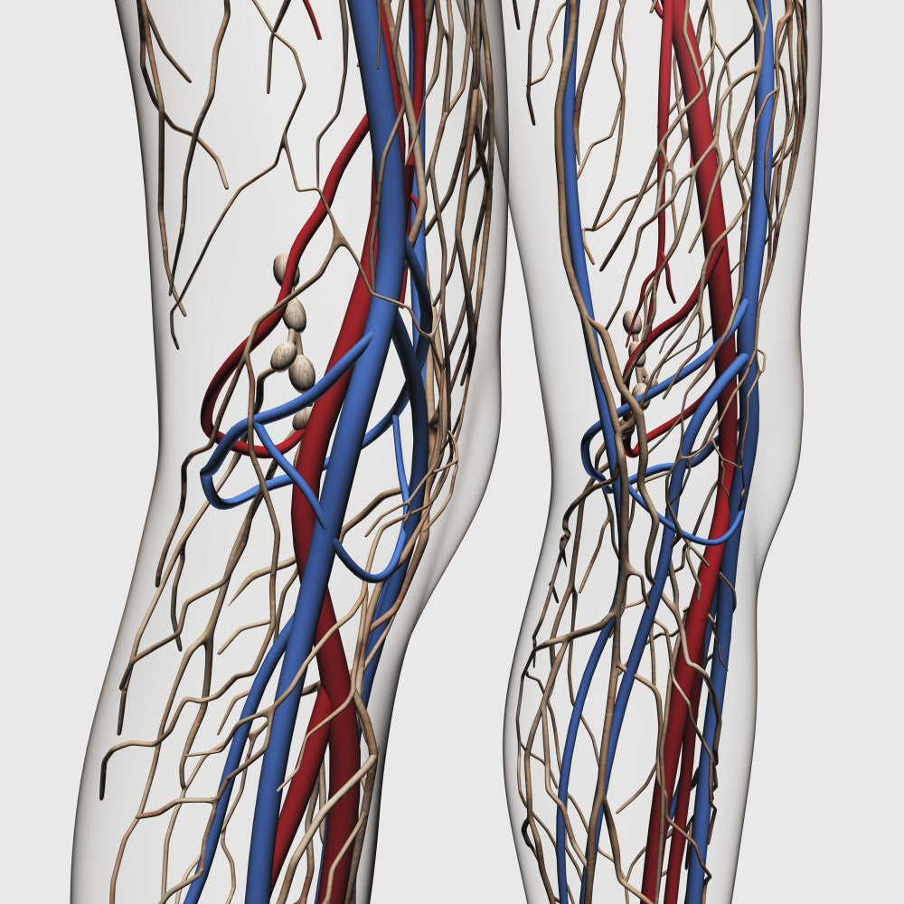 Medical Illustration of Human Legs' Circulatory System Fine Art Print