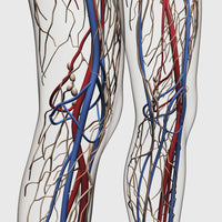 Medical Illustration of Human Legs' Circulatory System Fine Art Print