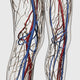 Medical Illustration of Human Legs' Circulatory System Fine Art Print