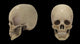 3D Rendering of Human Skull Fine Art Print