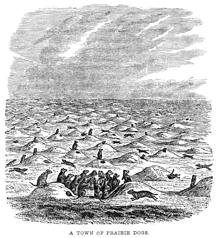 Prairie Dogs on the American Plains - Wood Engraving Print