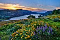 Wildflowers in Columbia Hills State Park Art Print by Jean Carter