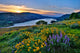 Wildflowers in Columbia Hills State Park Art Print by Jean Carter