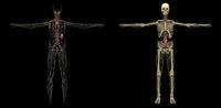3D Rendering of Human Lymphatic System Fine Art Print