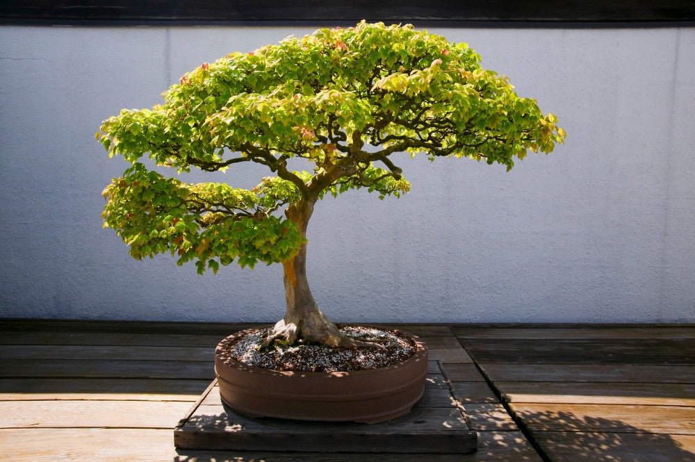 Japanese Bonsai Tree Fine Art Print by Panoramic Images