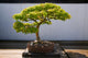 Japanese Bonsai Tree Fine Art Print by Panoramic Images