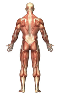 Anatomy of Male Muscular System Poster Print - Back View