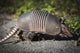 Armadillo Crossing the Trail Fine Art Print by Robert L. Potts