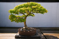 Japanese Bonsai Tree Fine Art Print by Panoramic Images