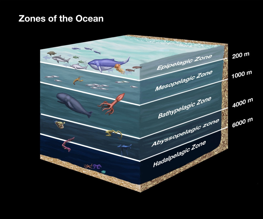 Zones of the Ocean Fine Art Print by Spencer Sutton | Science Source
