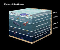 Zones of the Ocean Fine Art Print by Spencer Sutton | Science Source