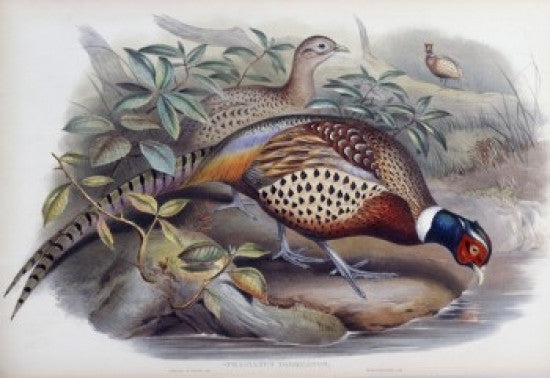 Chinese Ring-necked Pheasant Lithograph Fine Art Print