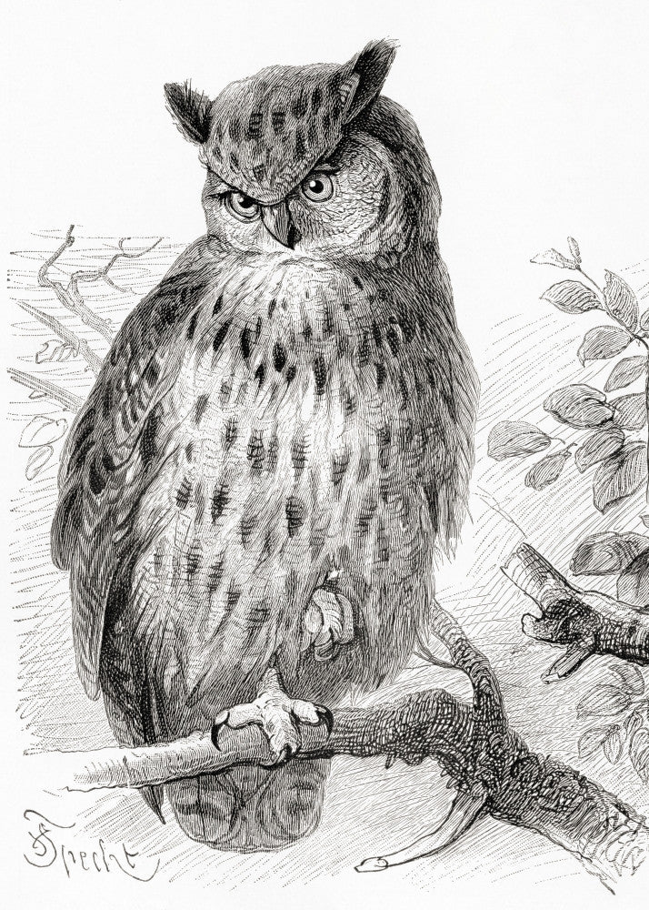 The Eurasian Eagle-Owl Fine Art Print by Ken Welsh | Posterazzi