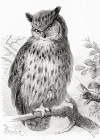 The Eurasian Eagle-Owl Fine Art Print by Ken Welsh | Posterazzi