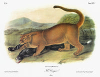 Audubon Cougar Fine Art Print - Puma Concolor Lithograph
