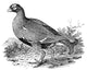 Black Grouse Wood Engraving Fine Art Print by Granger Collection