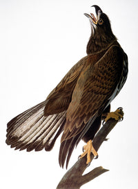 Immature Bald Eagle Fine Art Print from Audubon's Birds of America