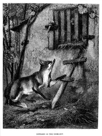 Common Fox Fine Art Print - 19th Century Wood Engraving by Granger Collection